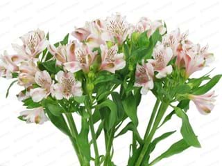 Alstromeria Panorama